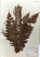 藏品(耳形瘤足蕨)的圖片